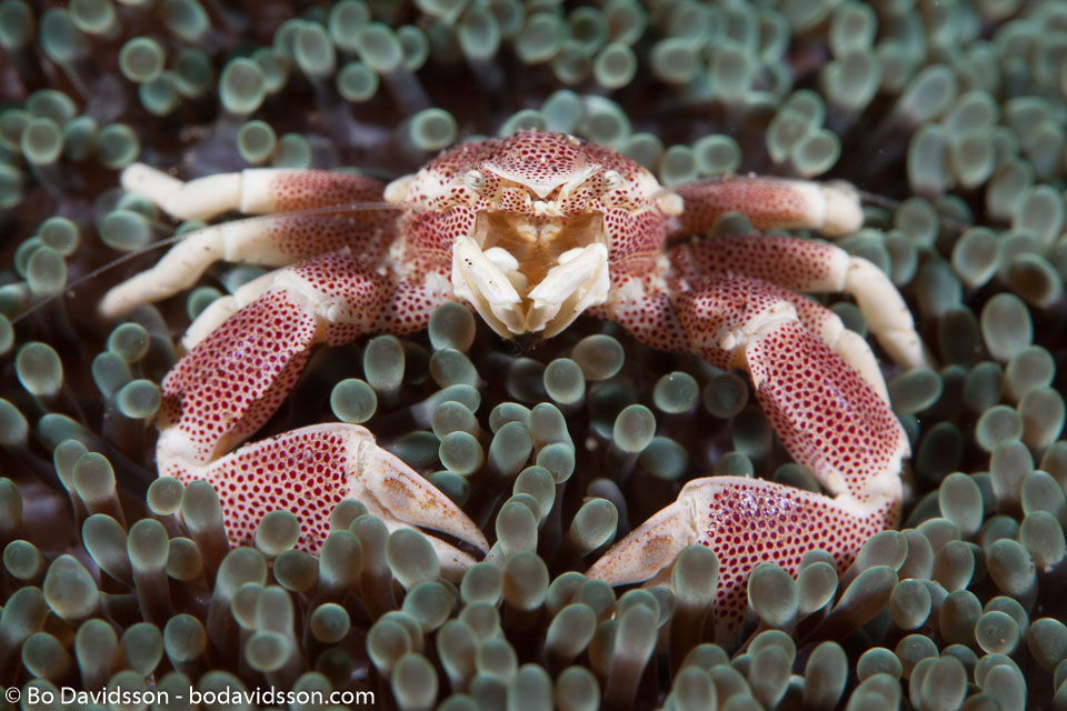 BD-151227-Dauin-0741-Neopetrolisthes-maculatus-(H-Milne-Edwards.-1837)-[Spotted-porcelain-crab].jpg